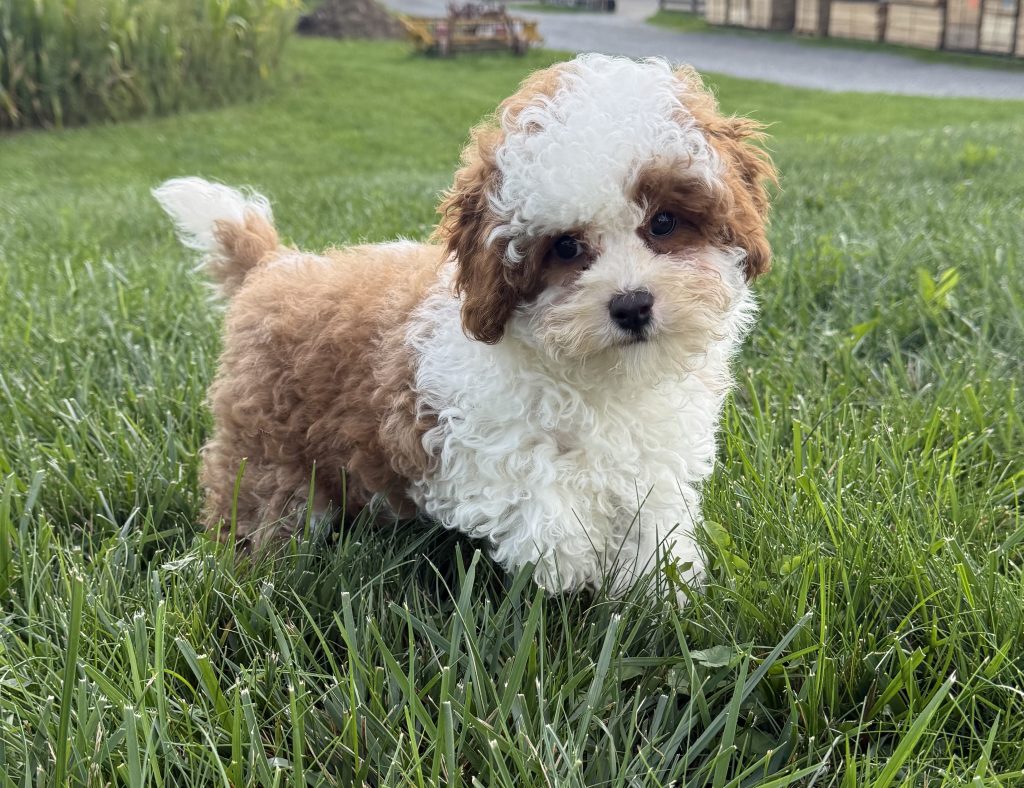 Curious fluffy brown-and-white puppy stands in a grassy field outdoors, looking at the camera.