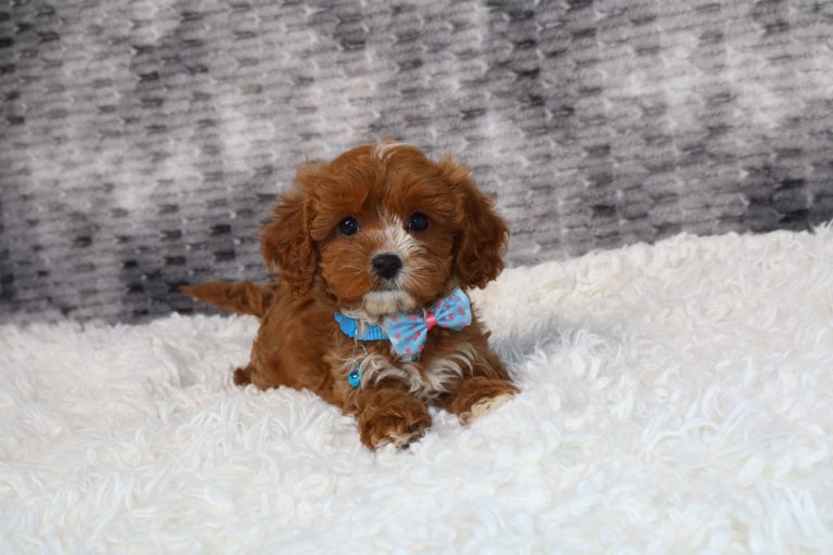 Adorable brown puppy with a blue polka-dot bow tie lying on a fluffy white rug, looking at the camera.