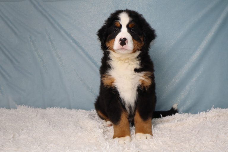 Young Bernese Mountain Dog puppy sitting on a white fluffy rug against a blue backdrop.
