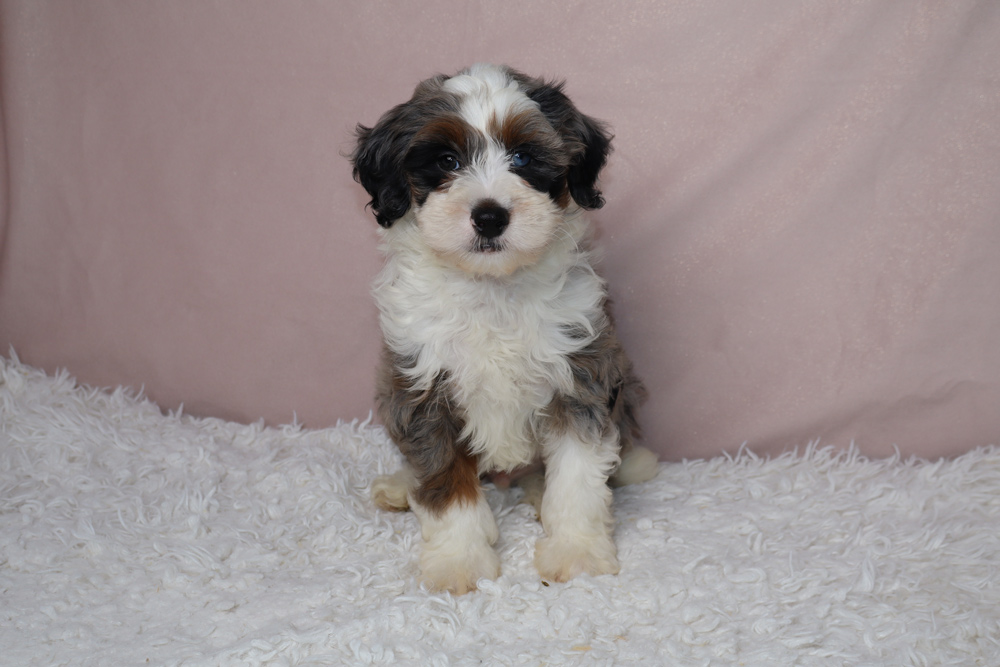 Young fluffy puppy with black, white, and brown fur sits on a white shag rug in front of a pink backdrop.