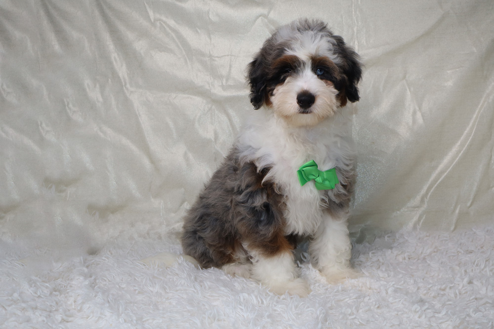 Puppy with white, gray, and brown fur sits on a fluffy white rug, wearing a bright green bow tie.