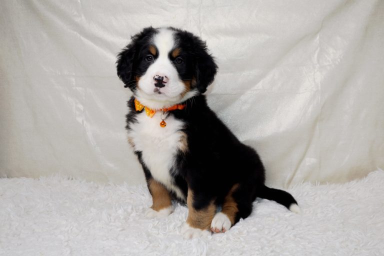 Tri-color Australian Shepherd puppy with an orange collar sits on a white fluffy rug.