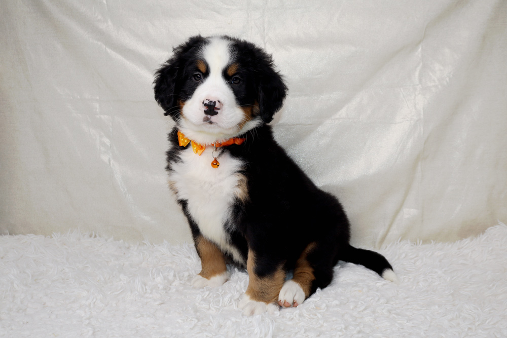 Tri-color Australian Shepherd puppy with an orange collar sits on a white fluffy rug.