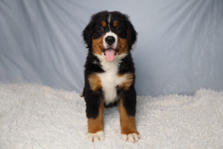 Bernese Mountain Dog puppy sitting on a white fluffy rug, tongue out, looking at the camera against a light blue backdrop.