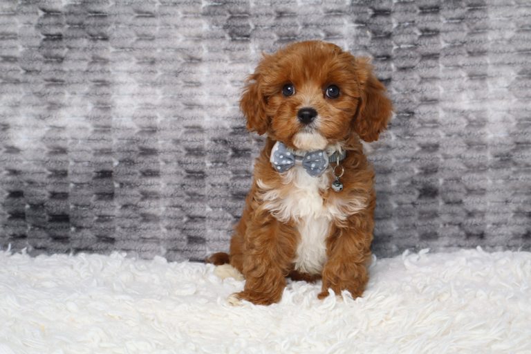 Cute brown puppy with white chest wearing a blue bow tie sits on a white fluffy rug.