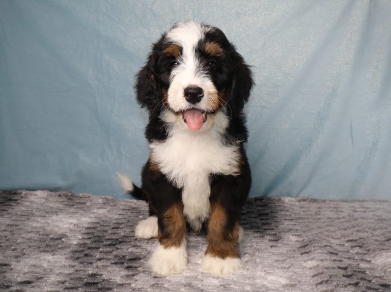Cute Bernedoodle puppy sitting on a gray rug with a blue backdrop, tongue out.