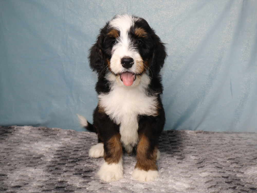 Cute Bernedoodle puppy sitting on a gray rug with a blue backdrop, tongue out.