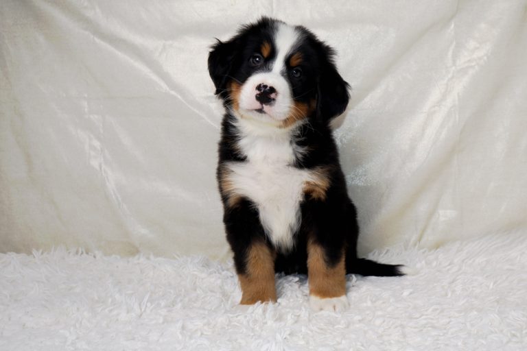 Young Bernese Mountain Dog puppy sitting on a white fluffy rug, looking at the camera with a gentle expression.