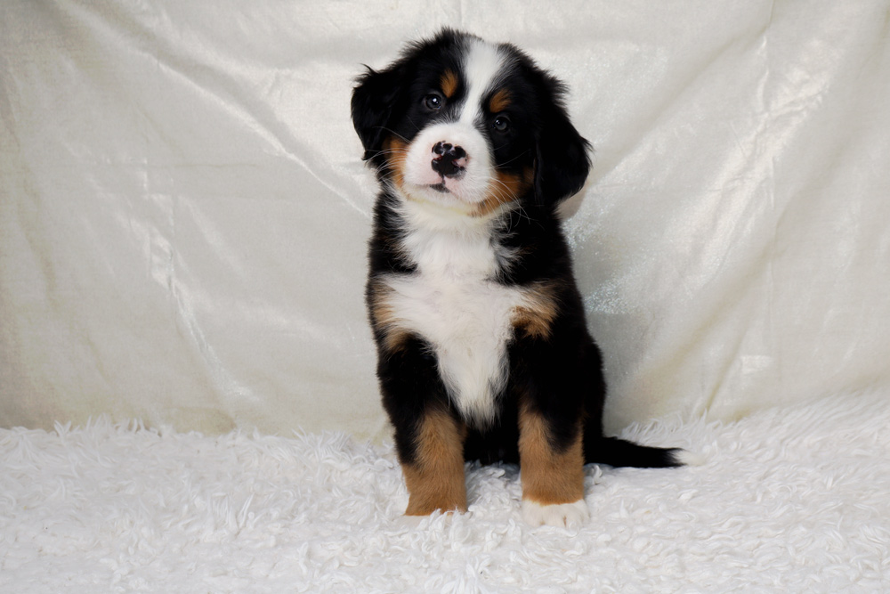 Young Bernese Mountain Dog puppy sitting on a white fluffy rug, looking at the camera with a gentle expression.