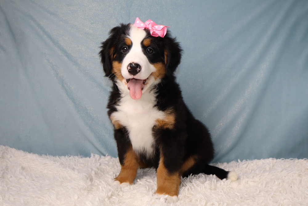 Cute puppy with a pink bow sitting on a fluffy white rug against a blue backdrop, tongue out and smiling.