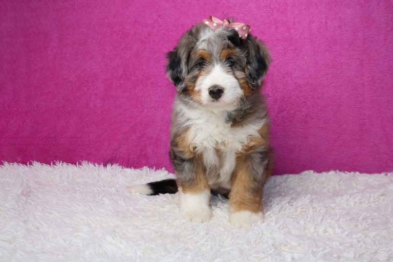 Adorable tri-colored puppy with a pink polka-dot bow, sitting on a white fluffy rug against a pink background, looking at the camera.