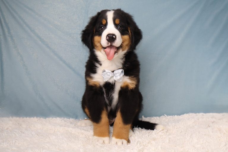 Adorable Bernese Mountain Dog puppy wearing a light blue bow tie, sitting on a white fluffy rug against a blue backdrop.