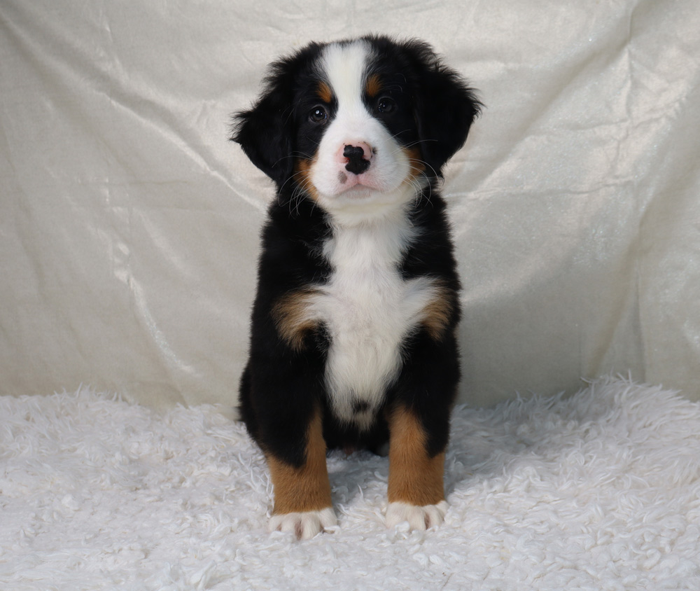 Bernese Mountain Dog puppy sitting on a white fluffy rug, facing the camera.