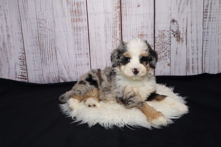 Fluffy tricolor puppy (black, white, and tan) resting on a white shag rug with a whitewashed wood background.