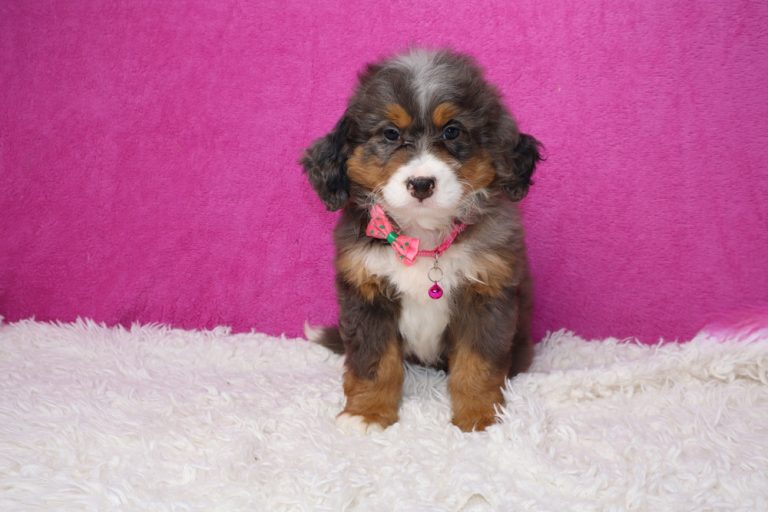 Fluffy puppy with a pink bow-tie collar sitting on a white shag rug against a bright pink backdrop, looking at the camera.
