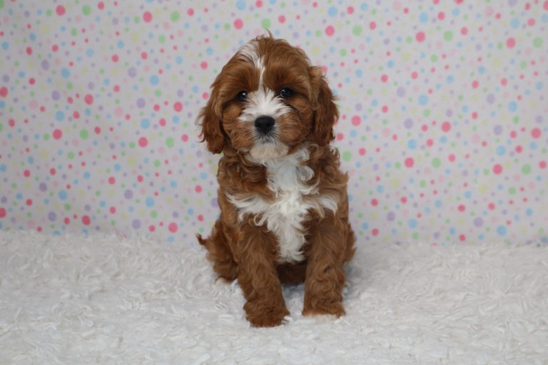 Brown and white fluffy puppy sitting on a white rug with a pastel polka-dot backdrop behind it.