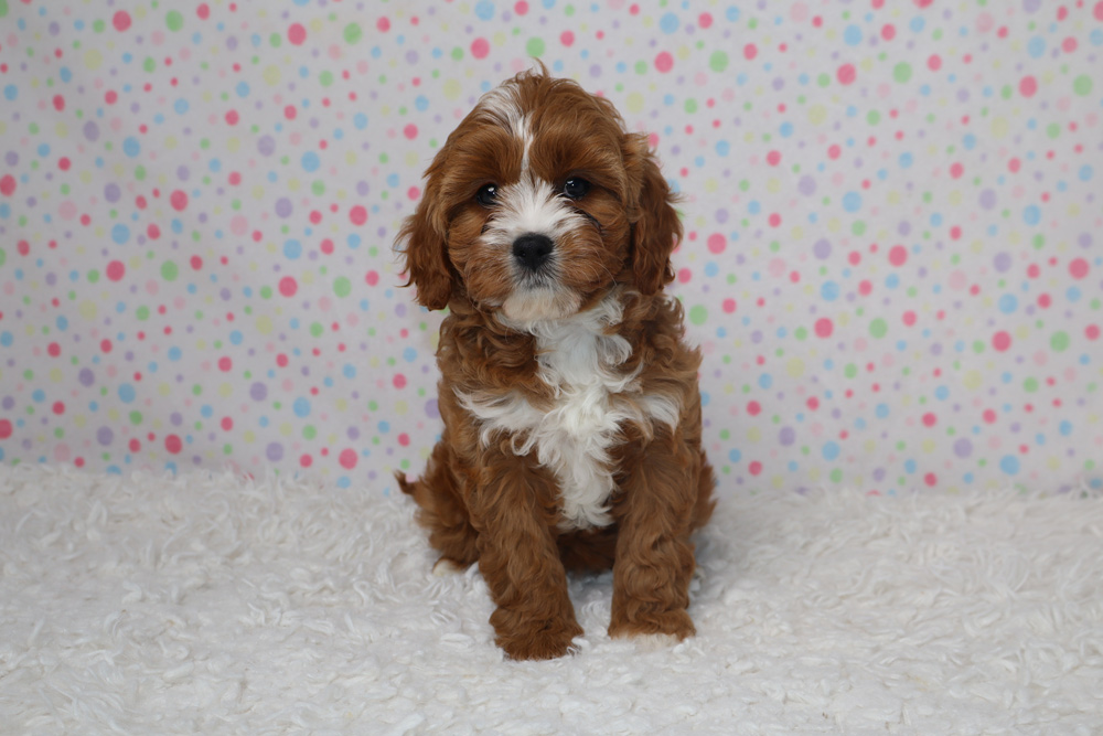 Brown and white fluffy puppy sitting on a white rug with a pastel polka-dot backdrop behind it.