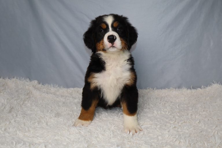 Young Bernese Mountain Dog/ Bernedoodle puppy sitting on a white fluffy rug with a light blue backdrop, looking at the camera.