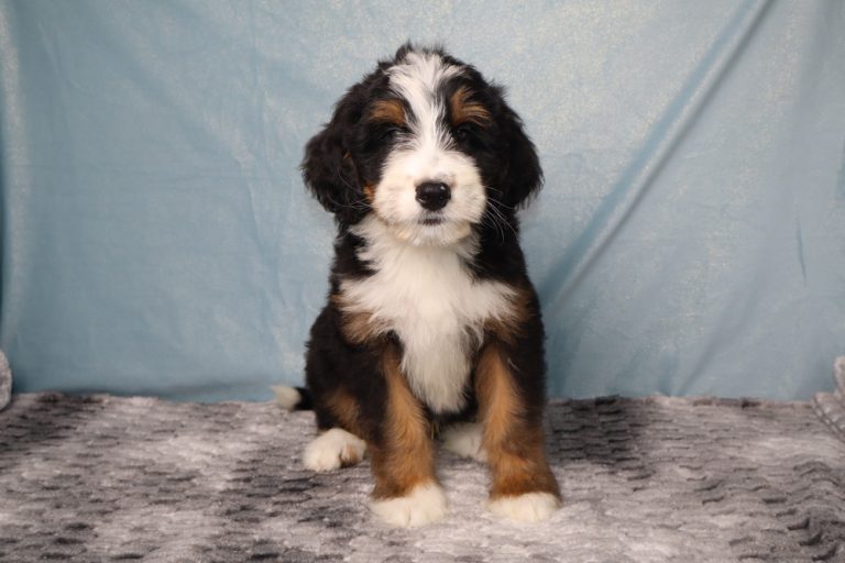 Young tri-colored puppy (Bernese Mountain Dog mix) sitting on a gray rug with a blue backdrop.