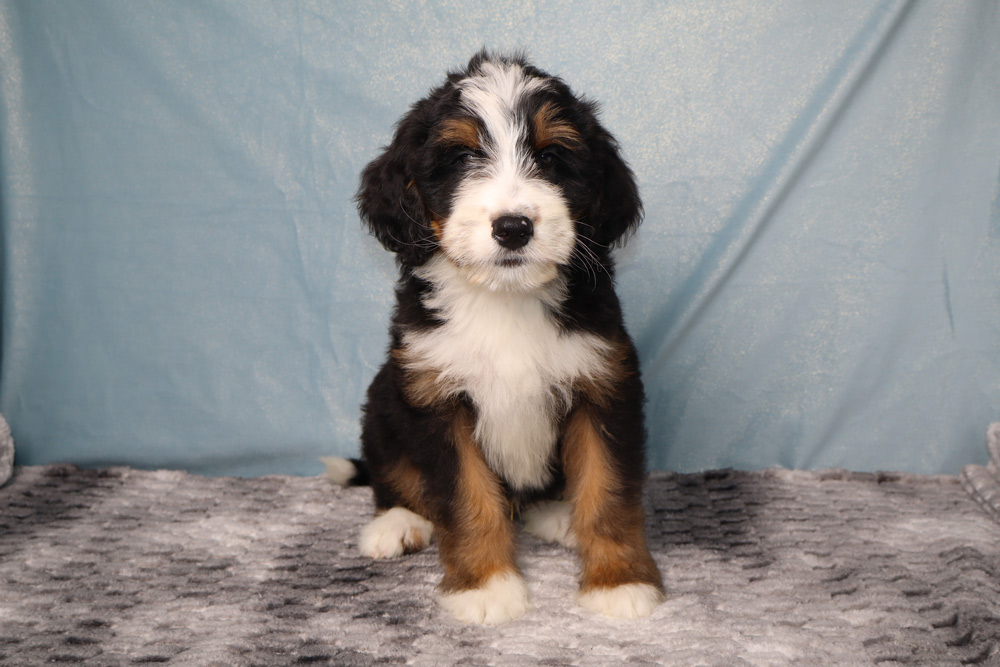 Young tri-colored puppy (Bernese Mountain Dog mix) sitting on a gray rug with a blue backdrop.