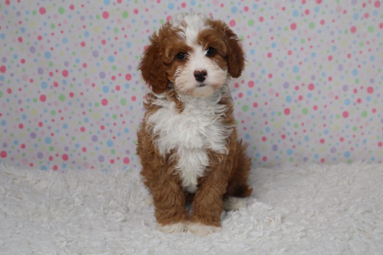 Adorable brown-and-white fluffy puppy sitting on a white rug with a colorful polka-dot backdrop.