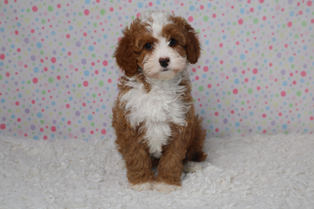 Adorable brown-and-white fluffy puppy sitting on a white rug with a colorful polka-dot backdrop.