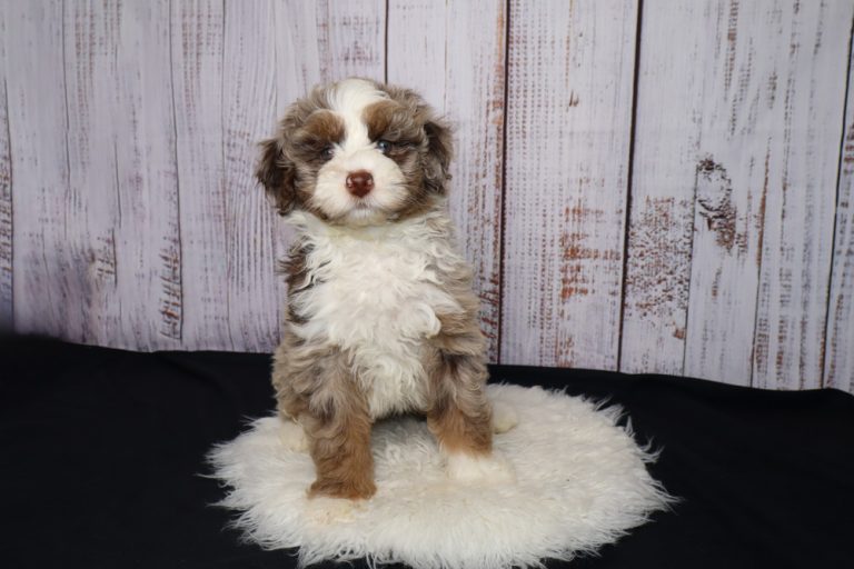 Cute fluffy brown-and-white puppy sitting on a white shag rug with a rustic wooden backdrop.