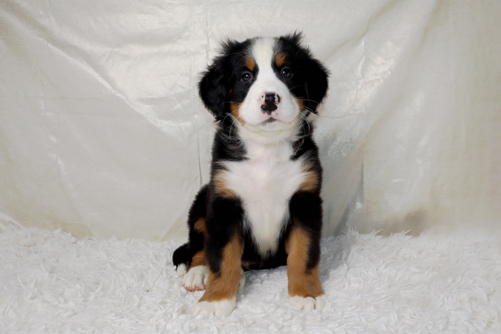 Bernese Mountain Dog puppy sitting on a white fluffy rug, looking at the camera.