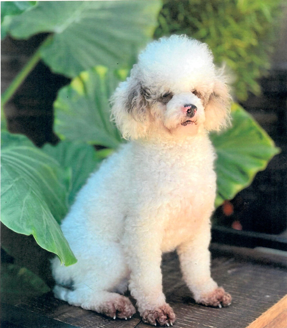 White fluffy poodle sitting on a wooden deck with large green leaves behind it.