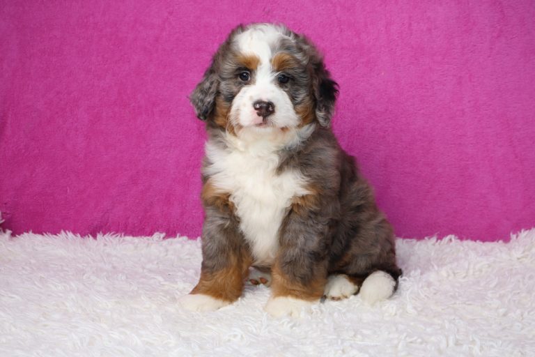 Adorable tri-color puppy sitting on a white fluffy rug with a pink backdrop.