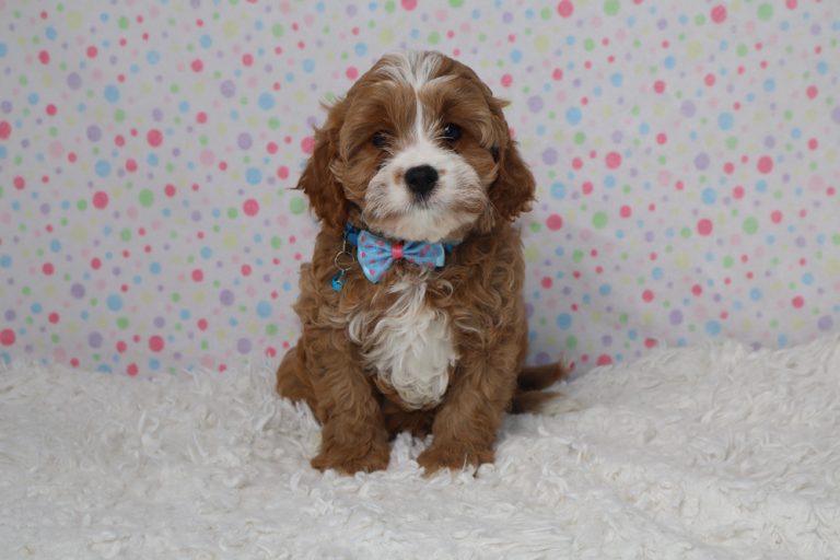 Cavalier puppy with a blue bow tie sits on a fluffy white rug with a pastel polka-dot backdrop.