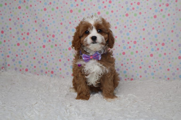 Cavalier puppy with brown and white fur wearing a purple bow tie, sitting on a white fluffy rug with pastel polka-dot background.