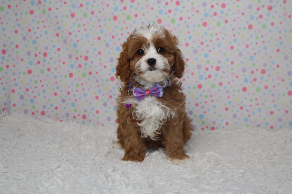 Cavalier puppy with brown and white fur wearing a purple bow tie, sitting on a white fluffy rug with pastel polka-dot background.