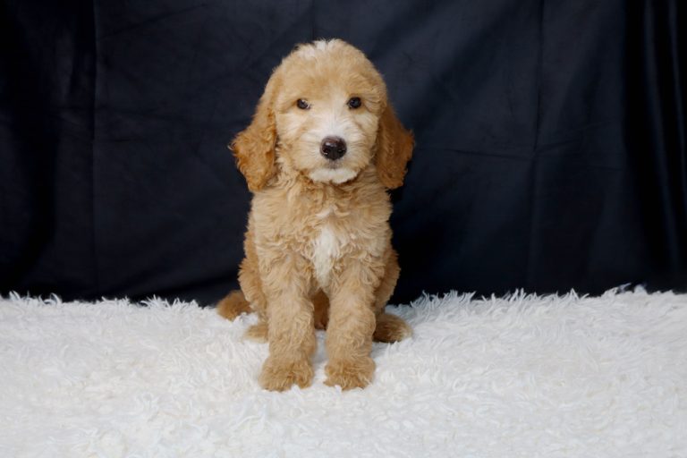 Golden-brown fluffy puppy sitting on a white fluffy rug with a dark backdrop, facing the camera.