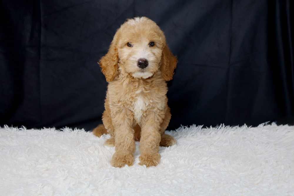 Golden-brown fluffy puppy sitting on a white fluffy rug with a dark backdrop, facing the camera.