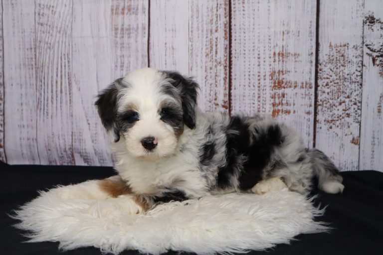 Fluffy black, white, and gray puppy resting on a white shag rug with a weathered wooden backdrop.