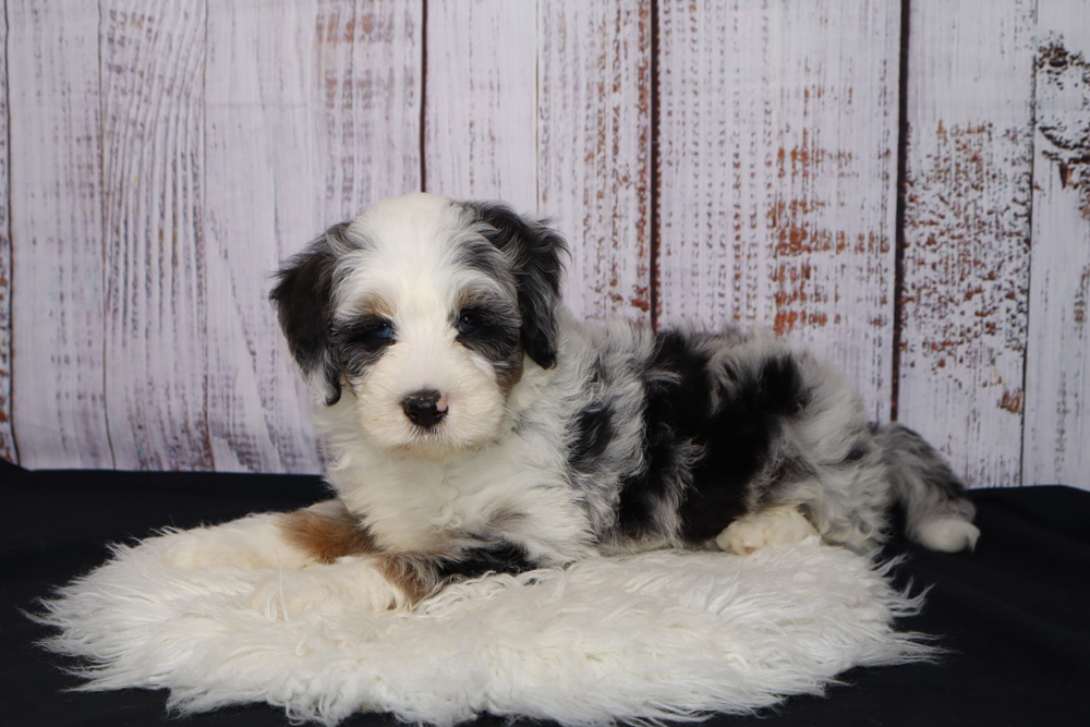 Fluffy black, white, and gray puppy resting on a white shag rug with a weathered wooden backdrop.