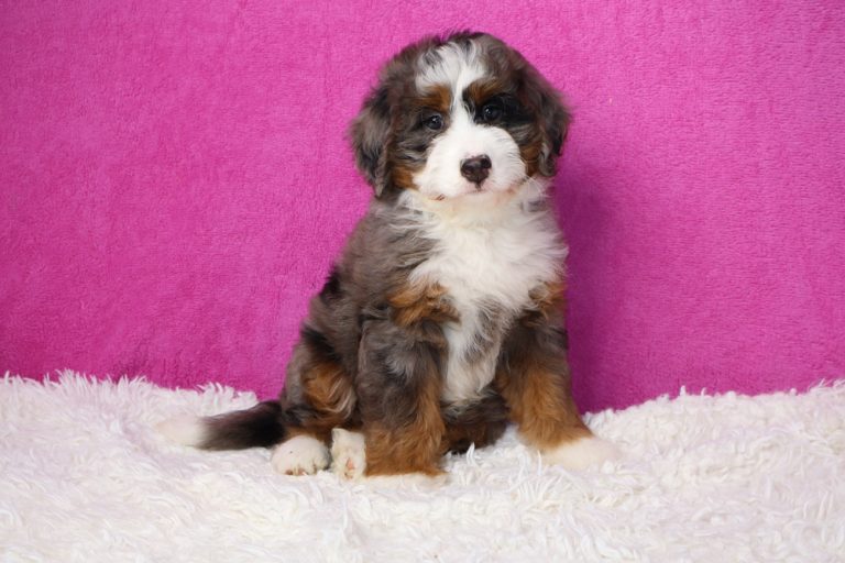 Cute tri-color puppy with white, brown, and black fur sitting on a white fluffy rug against a bright pink backdrop.