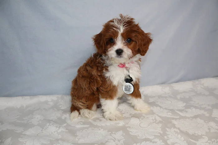 Brown and white fluffy puppy sitting on a patterned white bedsheet, pink collar and round tag visible.