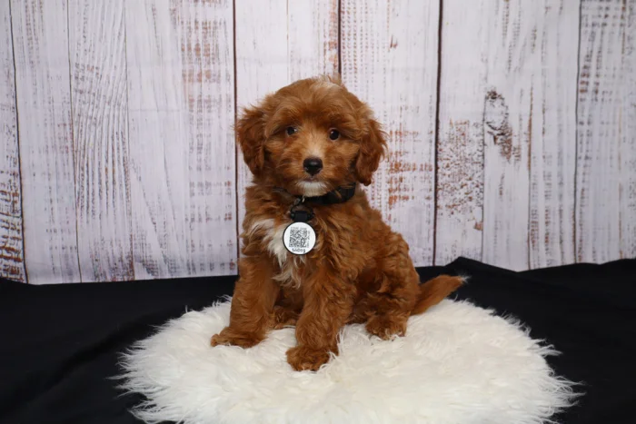 Brown curly-haired puppy sitting on a white fluffy rug with a wood-paneled backdrop.