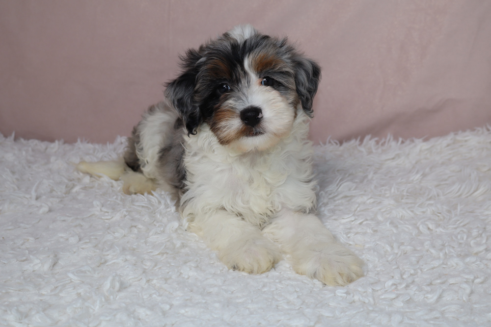 Fluffy puppy with black, white, and tan fur resting on a white shag rug, facing the camera.