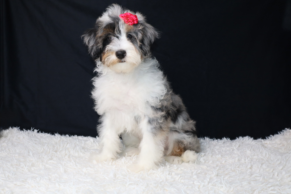 Young fluffy puppy with a red bow sits on a white shag rug against a black backdrop, facing the camera.