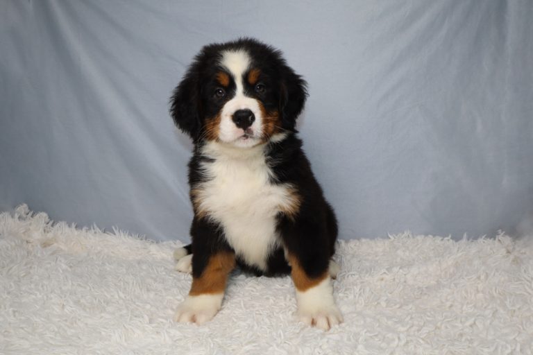 Bernese Mountain Dog puppy sitting on a white fluffy rug with a light blue backdrop, looking at the camera.