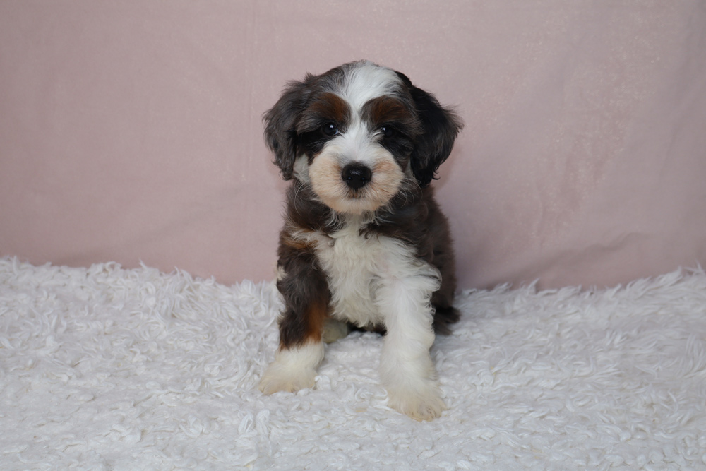 Adorable tri-color puppy sitting on a fluffy white rug with a pale pink backdrop, facing the camera.