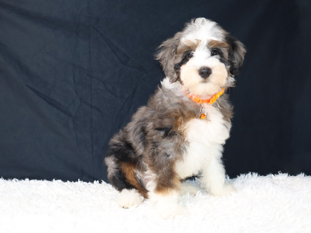 Adorable fluffy puppy with an orange collar sitting on a white shag rug against a dark backdrop, looking at the camera.