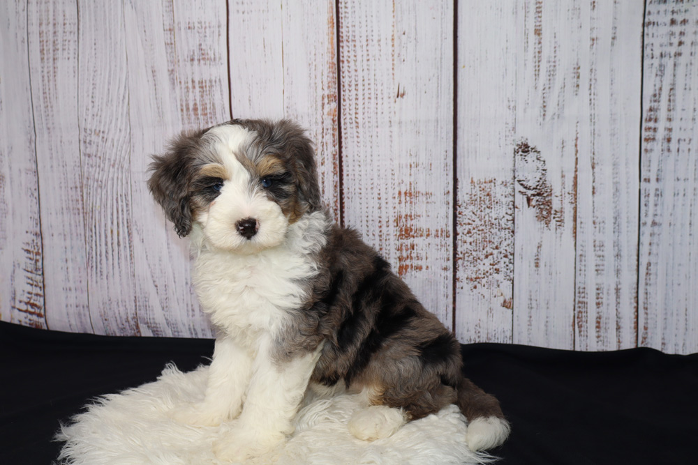Fluffy tricolor puppy (white, brown, gray) sits on a white rug with a rustic white wooden backdrop behind it.