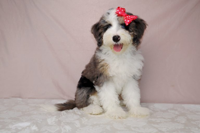 Fluffy tricolor puppy with a red bow on its head sits on a patterned tablecloth against a pink backdrop, panting softly.