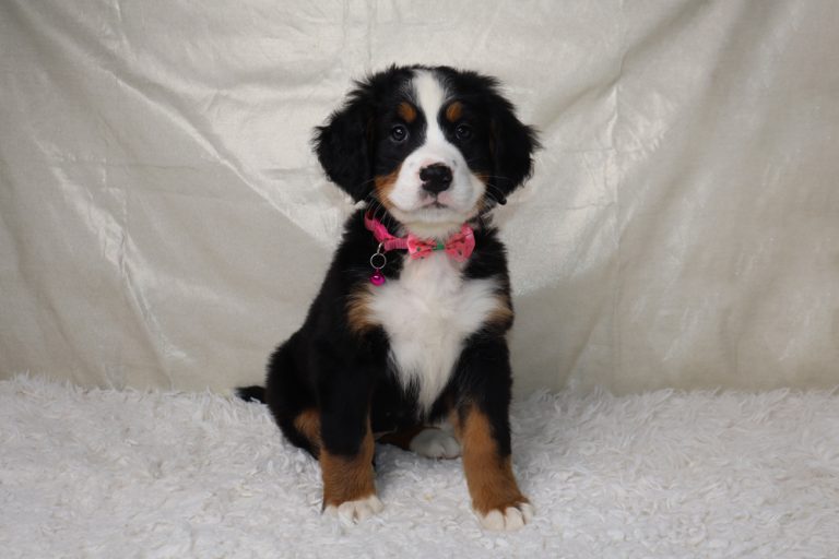 Young Bernese Mountain Dog puppy wearing a pink bow tie on a white fluffy rug.