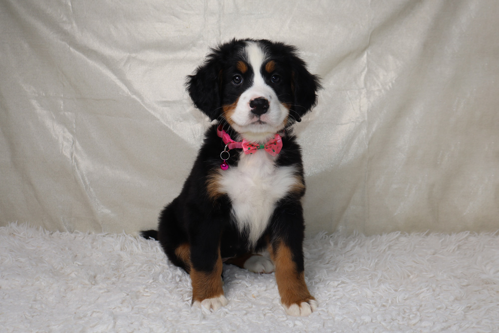 Young Bernese Mountain Dog puppy wearing a pink bow tie on a white fluffy rug.