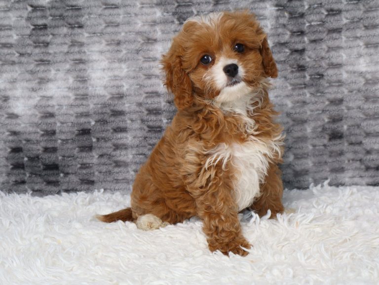Brown and white fluffy puppy sitting on a white shag rug, looking at the camera with a curious expression.